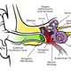 Illustration for article titled Why Your Ears Keep Ringing (And What You Can Do About It)